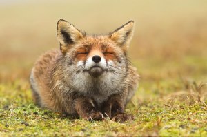 smiling-fox
